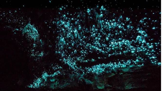 Gua Cacing Menyala Tempat Wisata di Selandia Baru yang Paling Ajaib