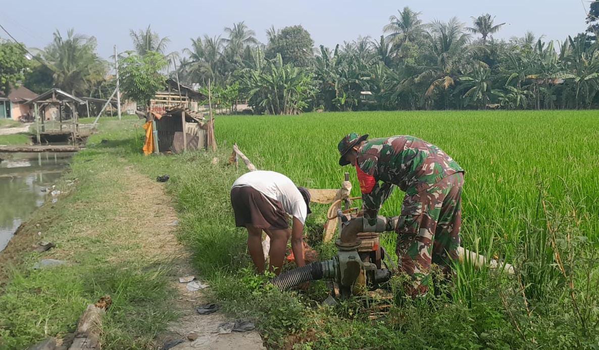 Pelda Sujarno Babinsa Koramil 0602-06/Kramatwatu Lakukan Pendampingan Pompanisasi Pertanian  