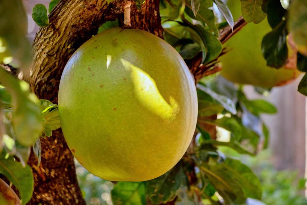 Buah Berenuk, Buah Mirip Melon yang Memiliki Banyak Manfaat Kesehatan