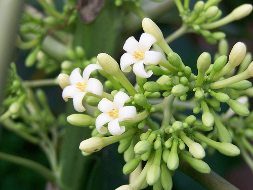 3 Manfaat Bunga Pepaya bagi Kesehatan dan Cara Mengolahnya