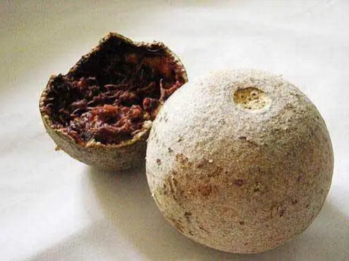 Buah Kawista, Buah Langka yang Bermanfaat untuk Kesehatan Tubuh