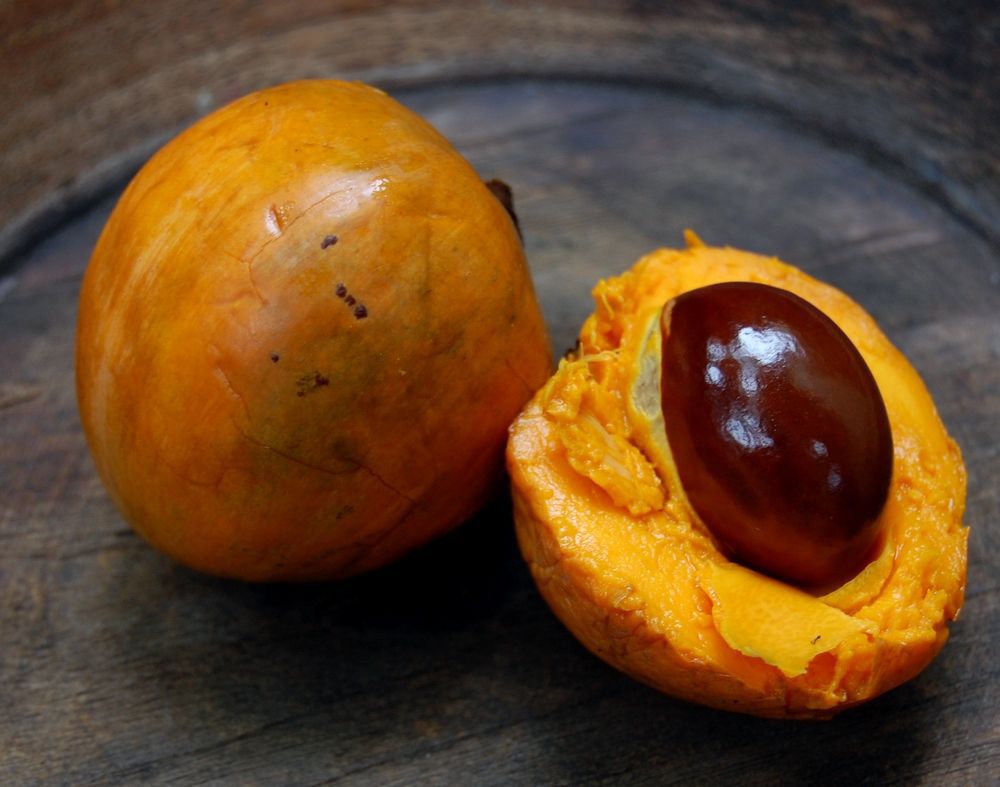 Buah Campolay dan Manfaatnya bagi Kesehatan