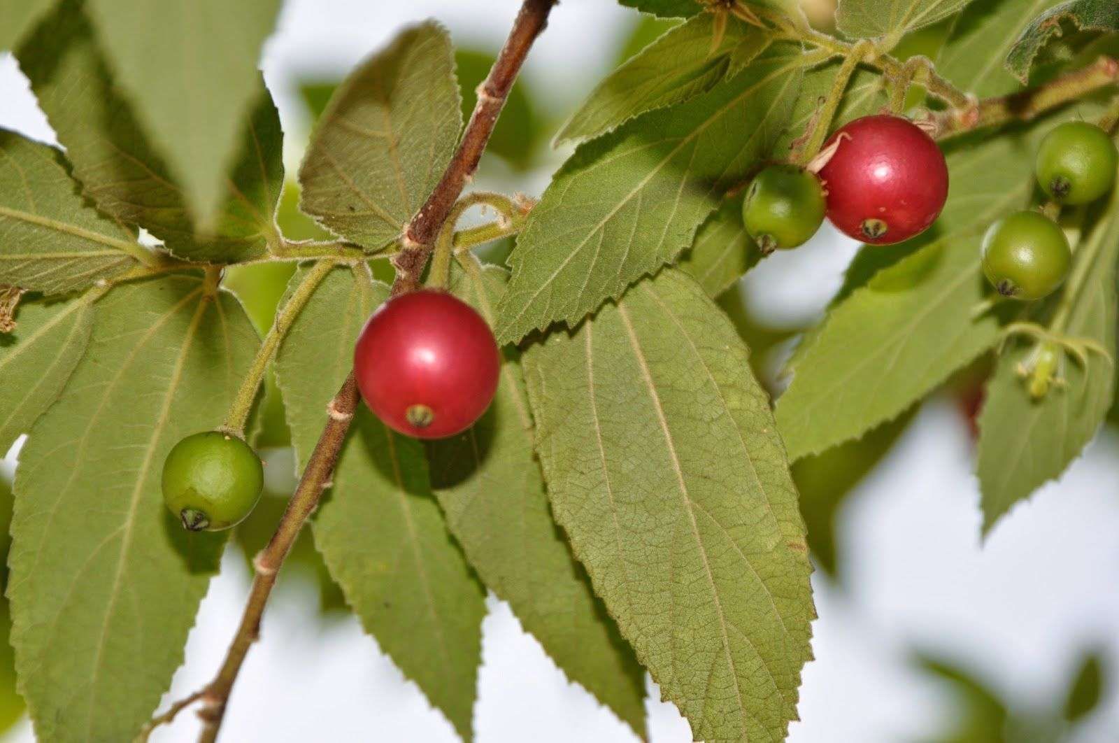 Buah Kersen, Tumbuhan Kenangan Masa Kecil yang Kaya Manfaat