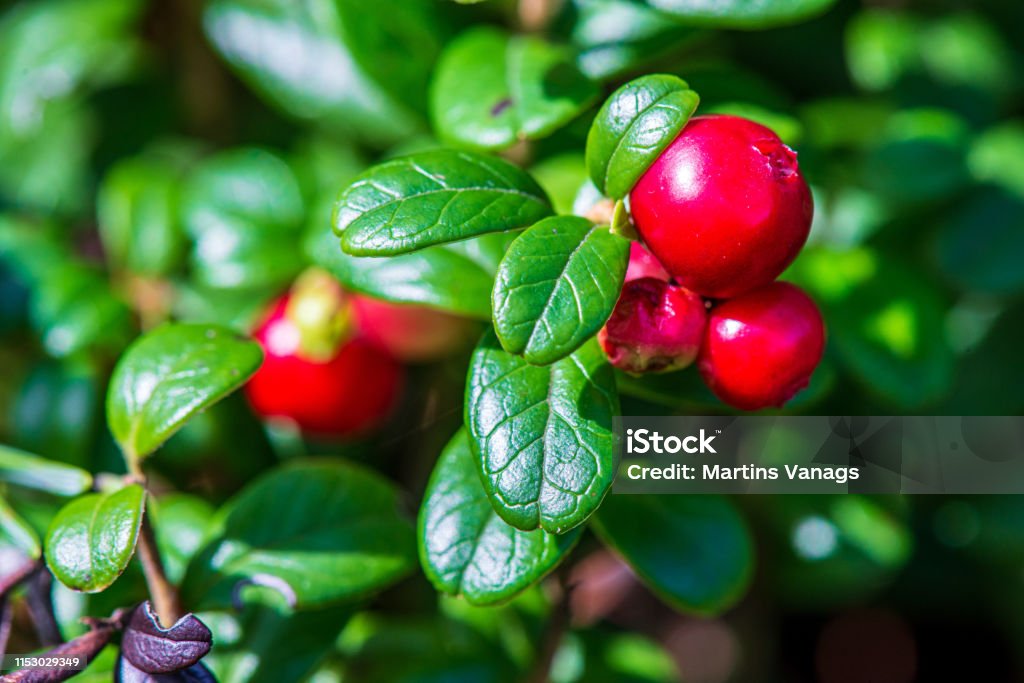 Beragam Manfaat Buah Lingonberry Bagi Kesehatan