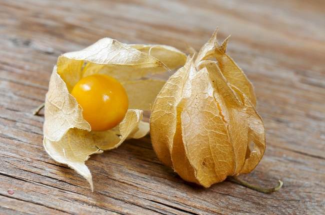 Mengenal Manfaat Buah Ciplukan untuk Tubuh