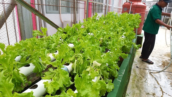 Panen Sayur Selada Aquaponik di Lapas Kelas I Palembang: Bentuk Pembinaan Kemandirian bagi Warga Binaan