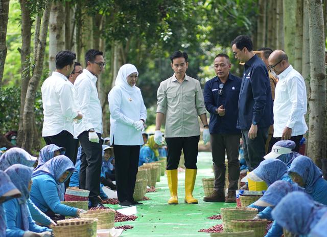 Panen Raya Kopi Ijen, Wapres Dukung Peningkatan Produktivitas, Hilirisasi dan Branding Kopi Indonesia