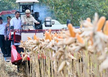 Presiden Prabowo Pimpin Panen Raya Jagung, Perkuat Swasembada dan Ekspor Pangan Nasional
