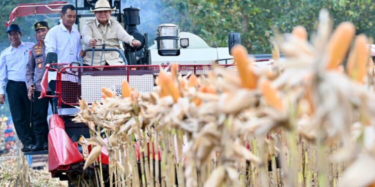 Presiden Prabowo Pimpin Panen Raya Jagung, Perkuat Swasembada dan Ekspor Pangan Nasional
