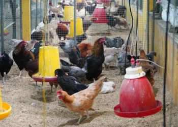 Konsumsi Ayam-Telur dalam Program MBG Ditingkatkan, Peternak Dapat Dukungan