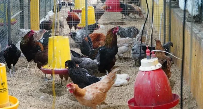Konsumsi Ayam-Telur dalam Program MBG Ditingkatkan, Peternak Dapat Dukungan