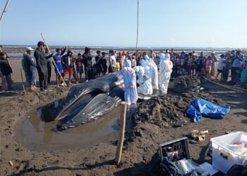 Paus Bungkuk Terdampar di Pantai Perancak, KKP Bergerak Bersama Tim Gabungan