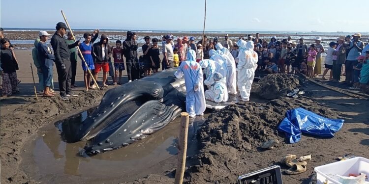 Paus Bungkuk Terdampar di Pantai Perancak, KKP Bergerak Bersama Tim Gabungan