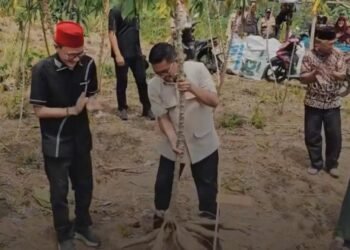 Panen Raya Singkong di Lebak, Andra Soni Dorong Pangan Lokal Jadi Penggerak Ekonomi