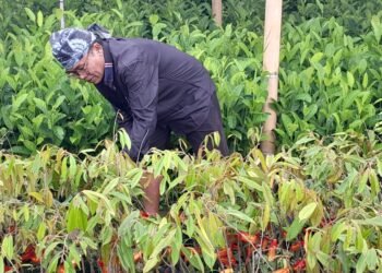 Baduy Lestari, Dari Baduy Untuk Banten, Menanam Harapan Untuk Indonesia Yang Asri