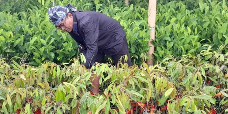 Baduy Lestari, Dari Baduy Untuk Banten, Menanam Harapan Untuk Indonesia Yang Asri