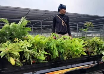 Baduy Lestari Mulai Bergerak, 70.000 Bibit Siap Didistribusikan ke Tanah Ulayat Baduy